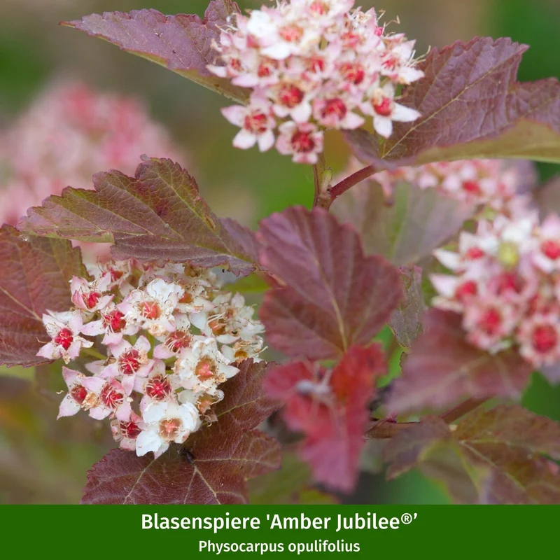 Pflanzen-Set "Herbstliche Farbvielfalt"