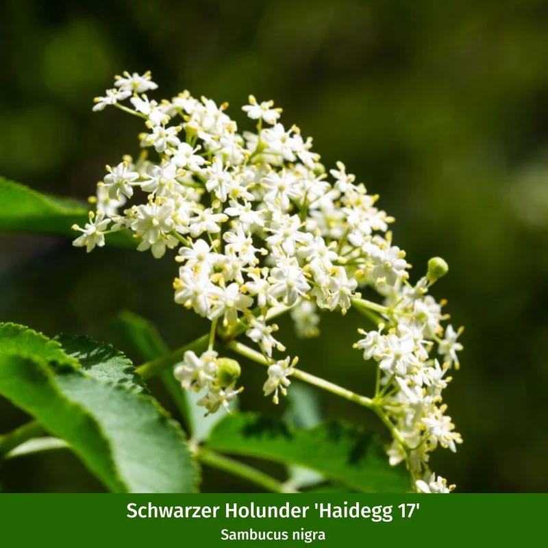 Pflanzen-Set "Vogelschutzhecke"