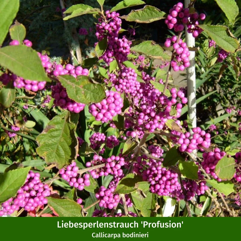 Pflanzen-Set "Vogelnährgehölze"