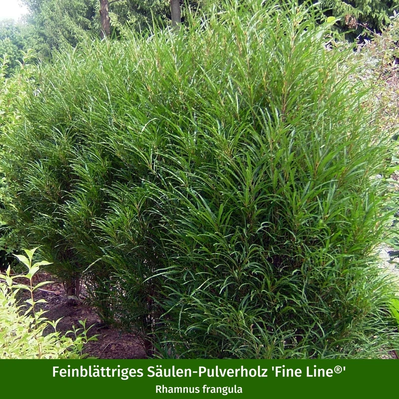 Pflanzen-Set "Hitzeverträgliche Blütenpracht“