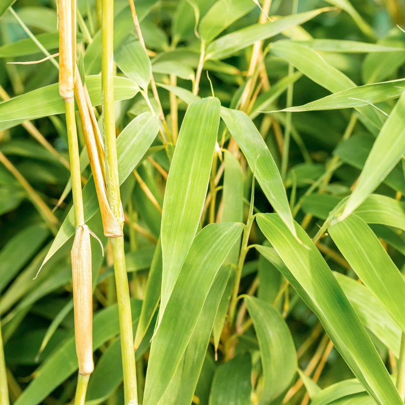 Bambus 'Ivory Ibis®'