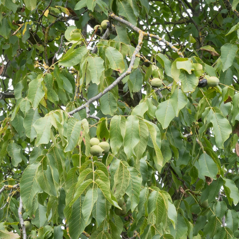 Walnuss ‘Chandler’