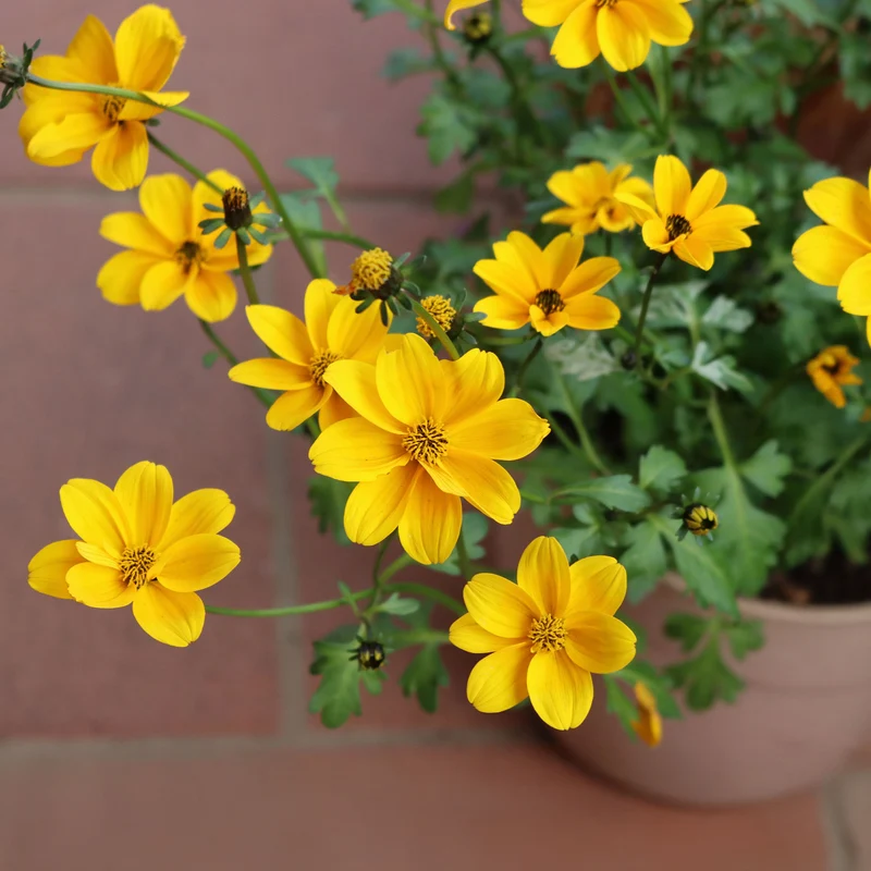 Gelbe Bidens