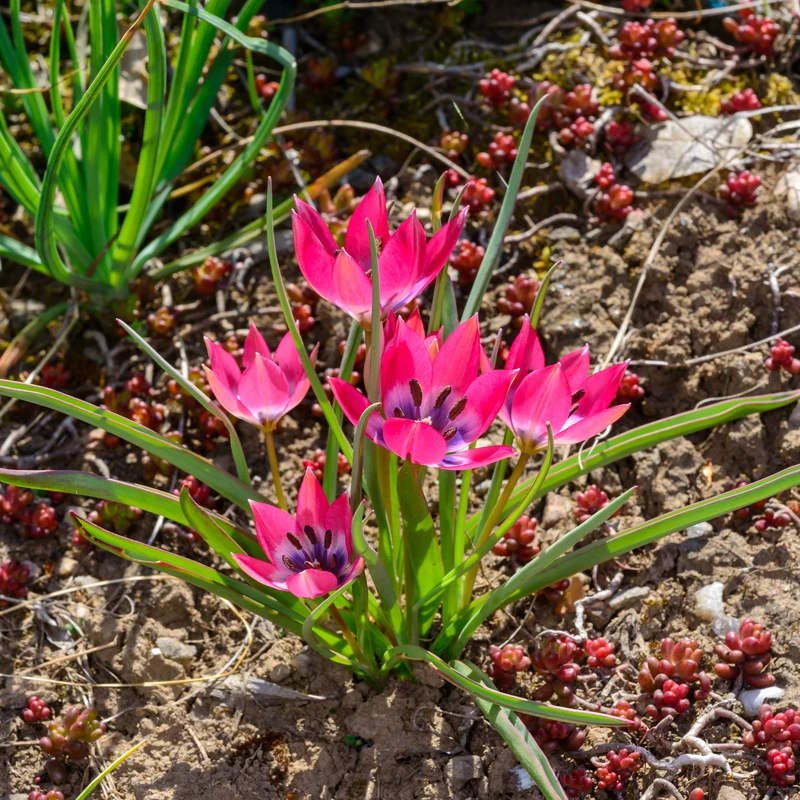10 Botanische Tulpen Little Beauty