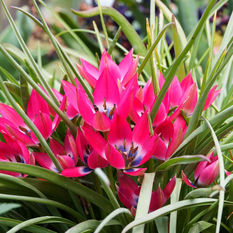10 Botanische Tulpen Little Beauty