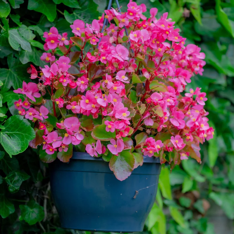 Rosa eisbegonie