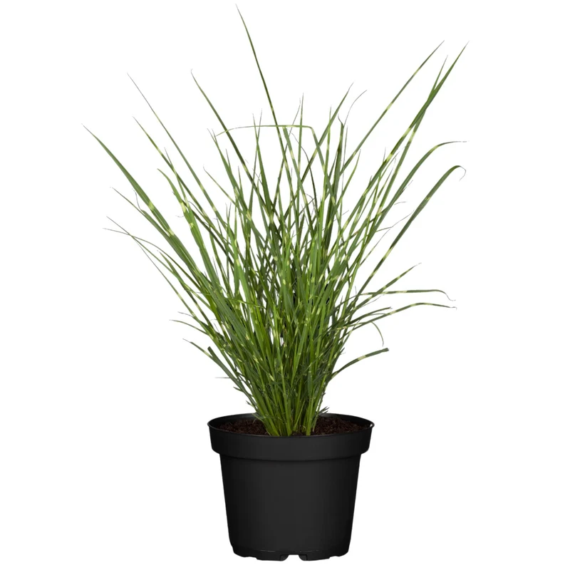 Chinaschilf 'Strictus Dwarf'