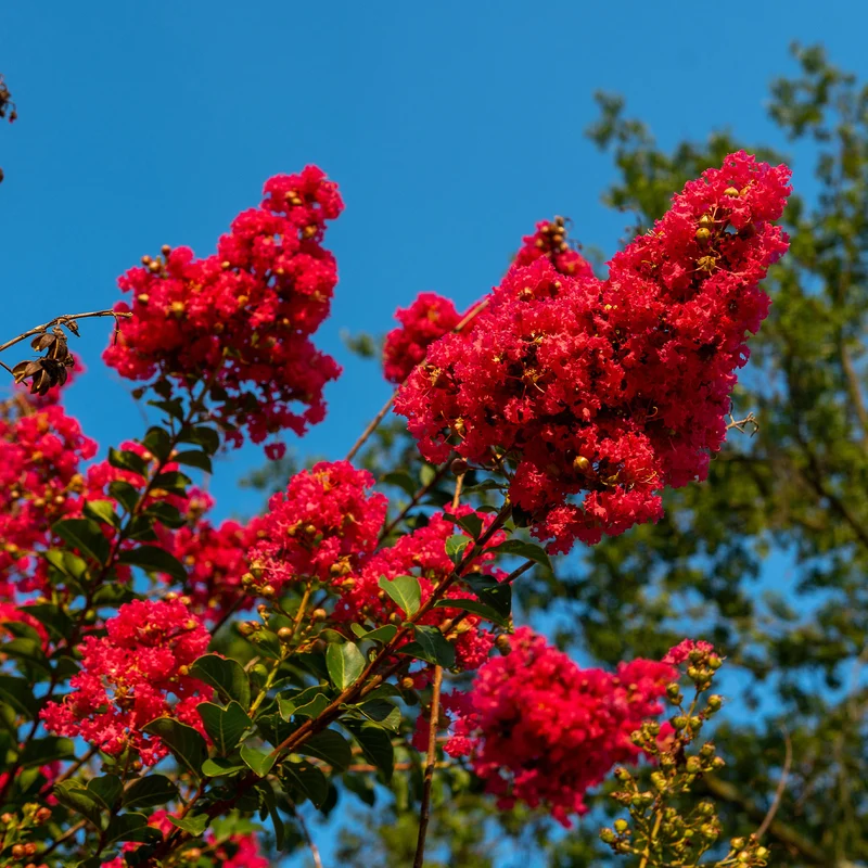 Kreppmyrte 'Red Rocket'