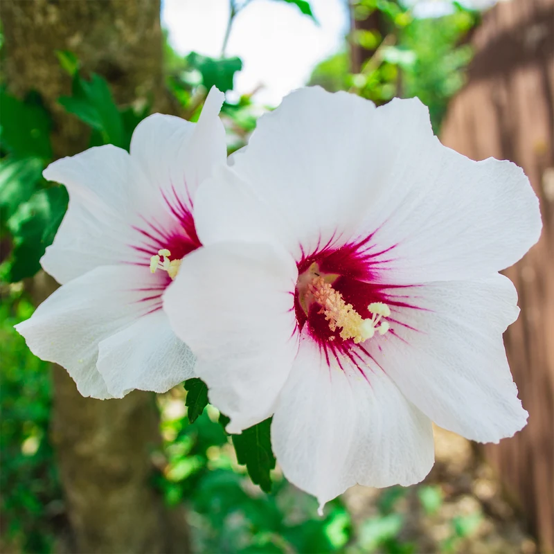 Hibiscus syriacus Red Heart