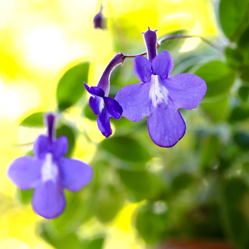 Purpur-Streptocarpus