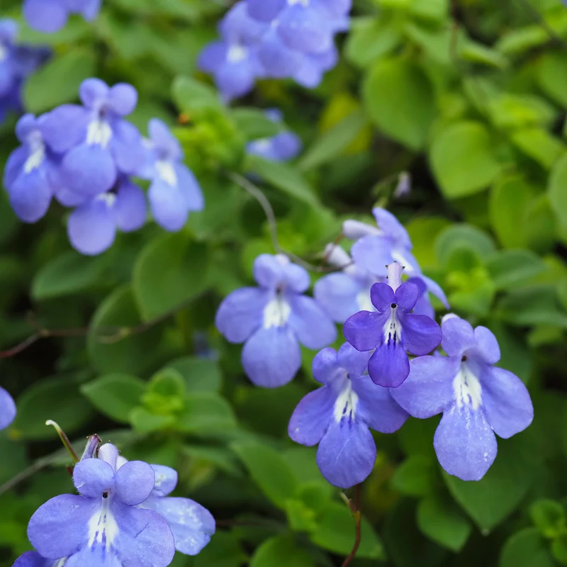 Purpur-Streptocarpus