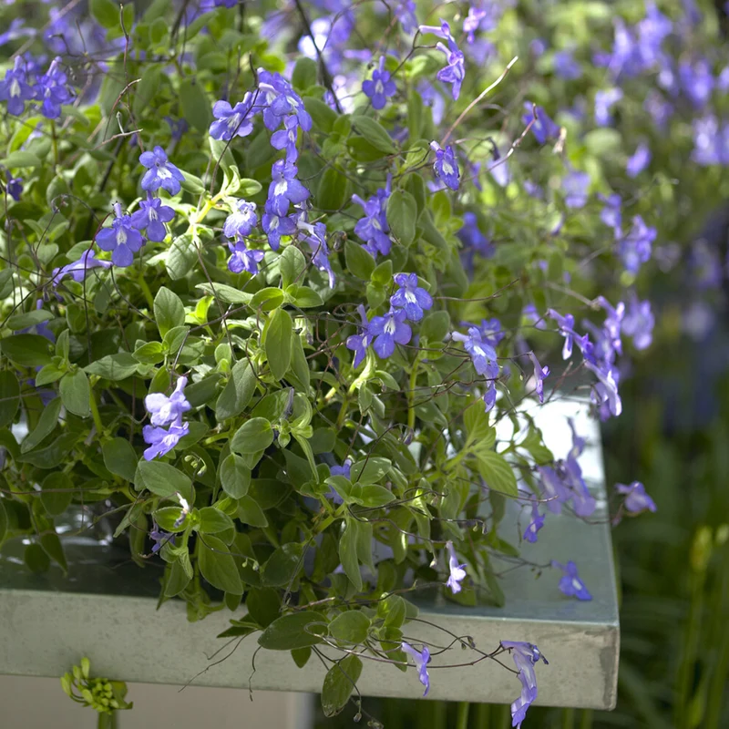 Purpur-Streptocarpus