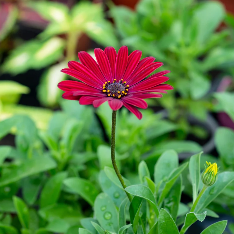 Kapmargerite rot
