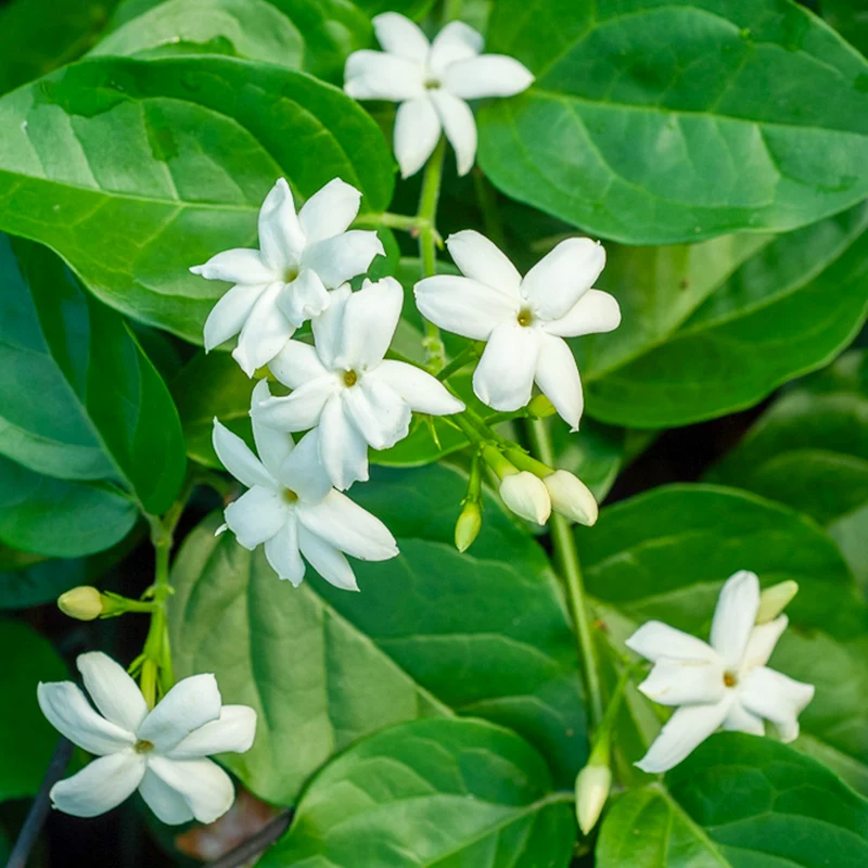 Arabischer Jasmin