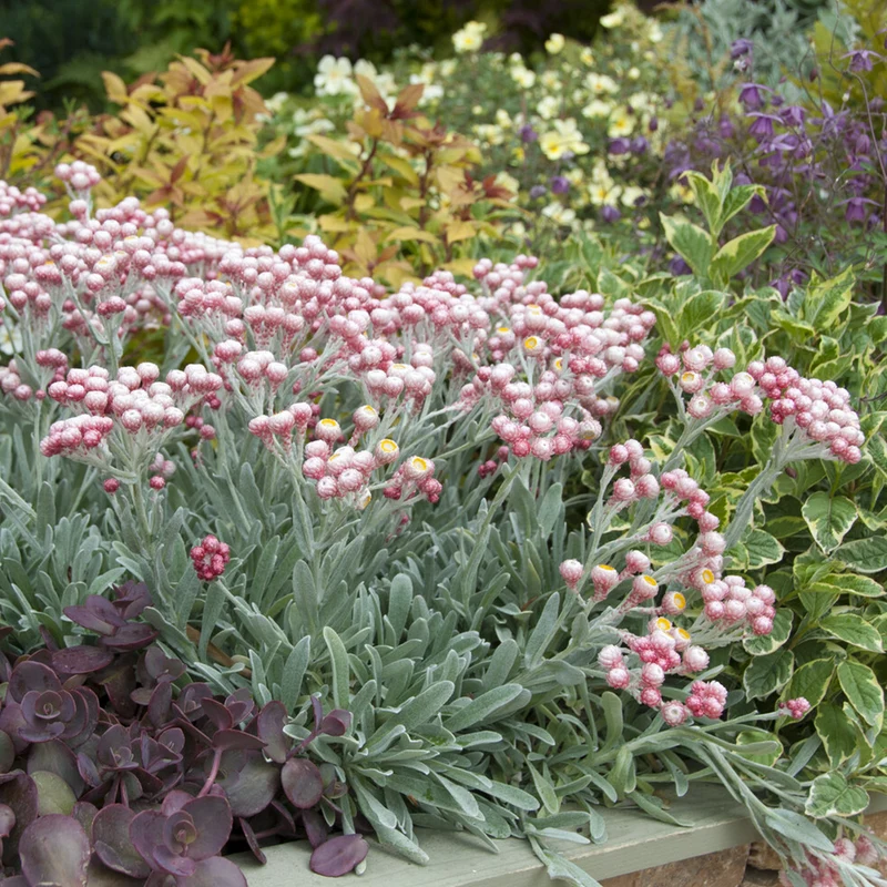 Currykraut ‘Ruby Cluster’®