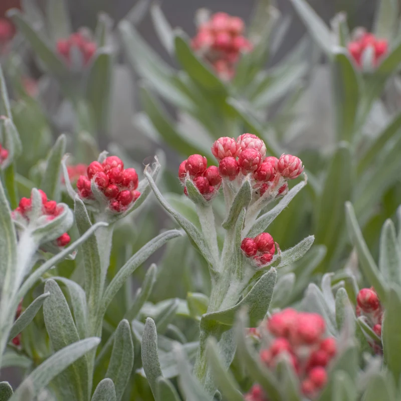 Currykraut ‘Ruby Cluster’®
