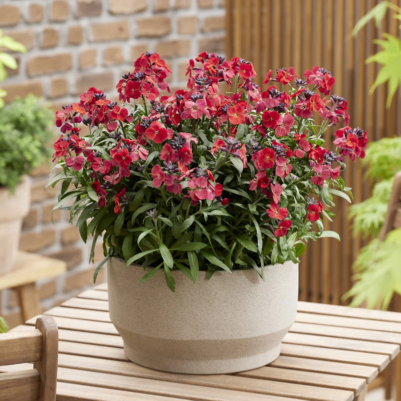 Erysimum Colour Vibe Red ®