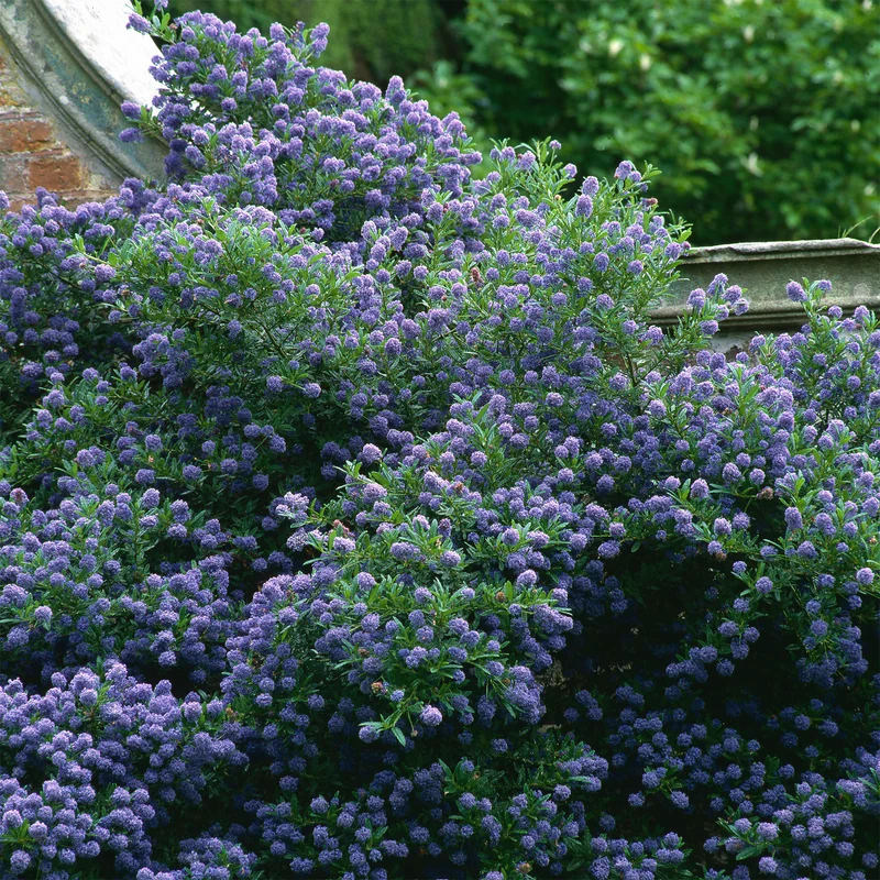 Ceanothus 'Autumnal Blue'