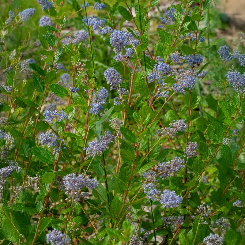Ceanothus 'Autumnal Blue'
