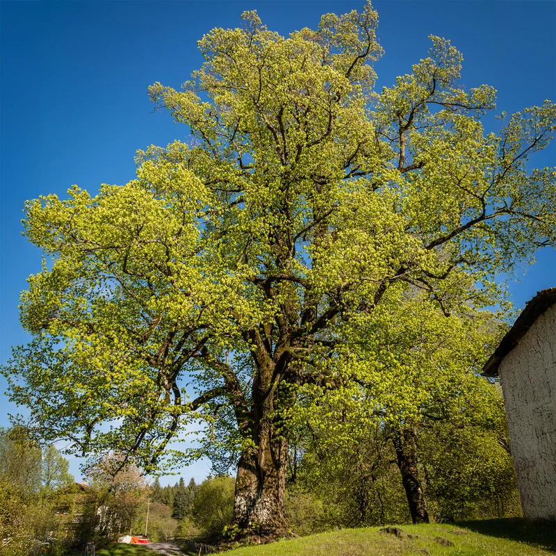 Großblättrige Linde