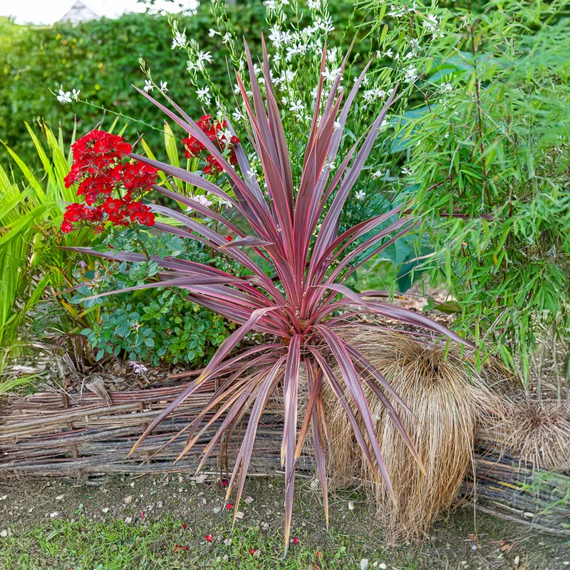 Australische Keulenlilie Pink Passion®