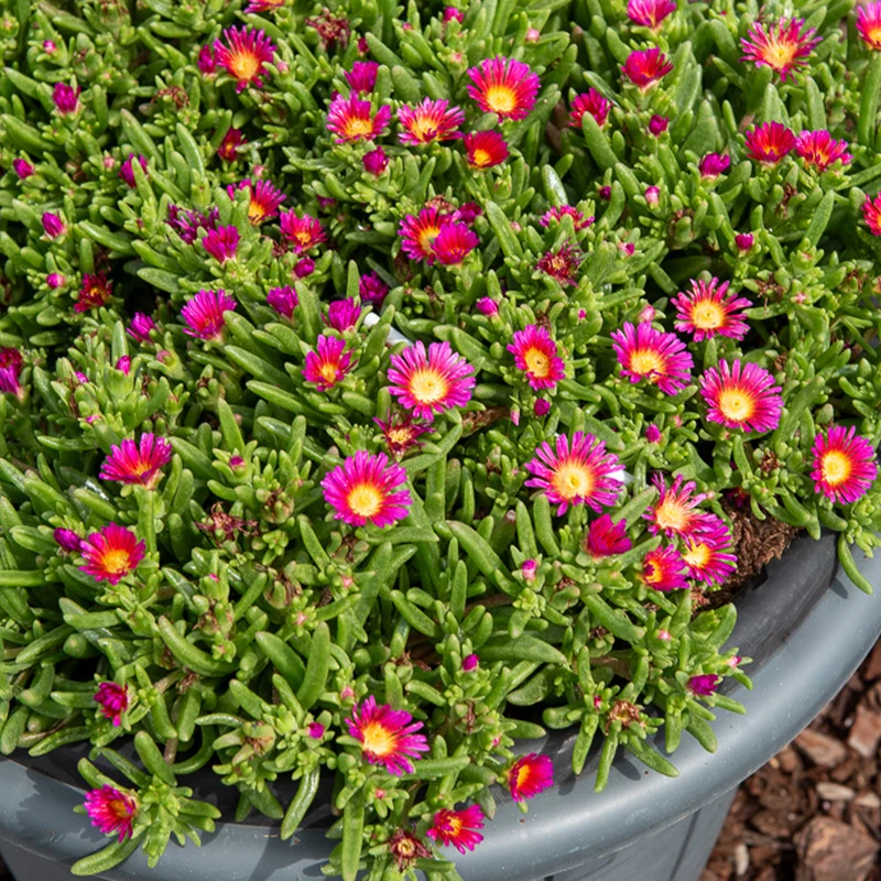 Mittagsblume 'Wheels of Wonder Hot Pink'®