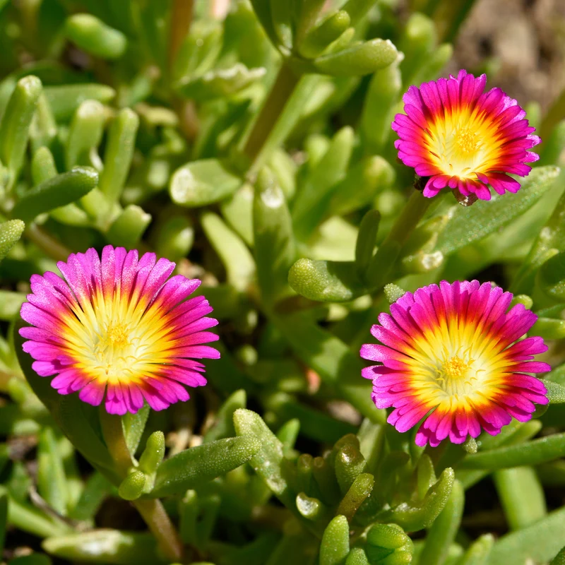 Mittagsblume 'Wheels of Wonder Hot Pink'®