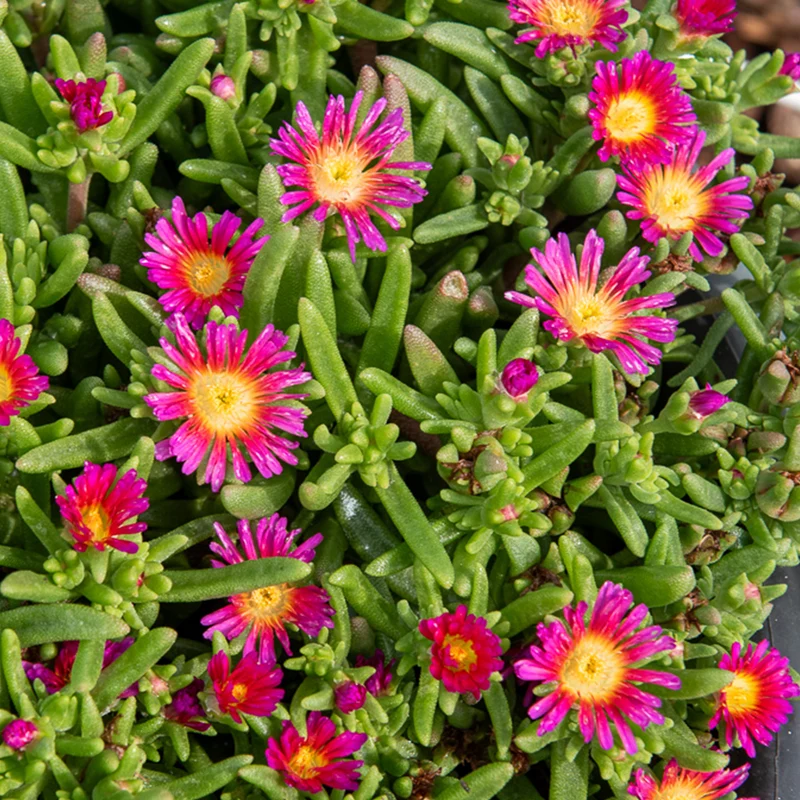 Mittagsblume 'Wheels of Wonder Hot Pink'®