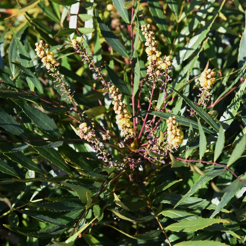 Mahonie 'Narihira'