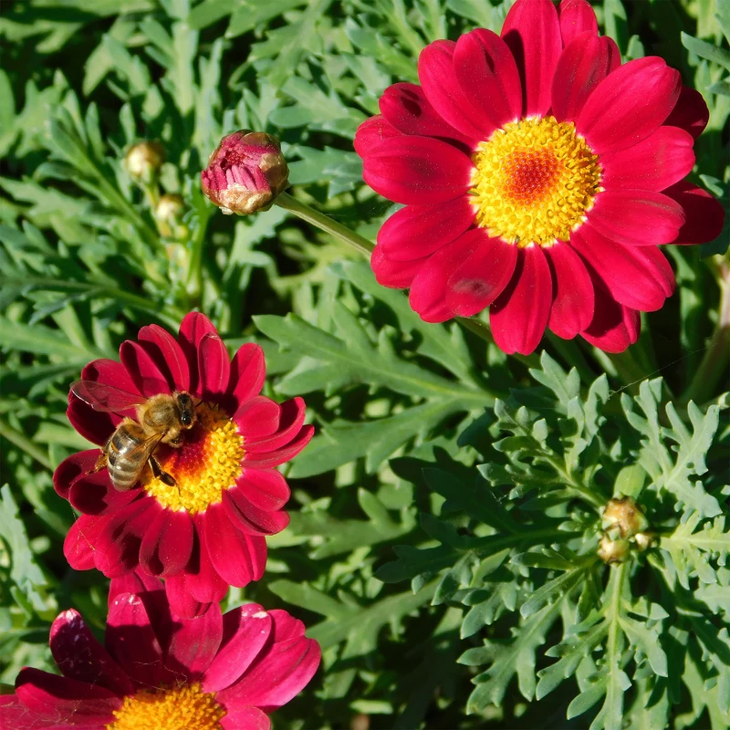 Strauchmargerite 'Grandaisy Ruby'®
