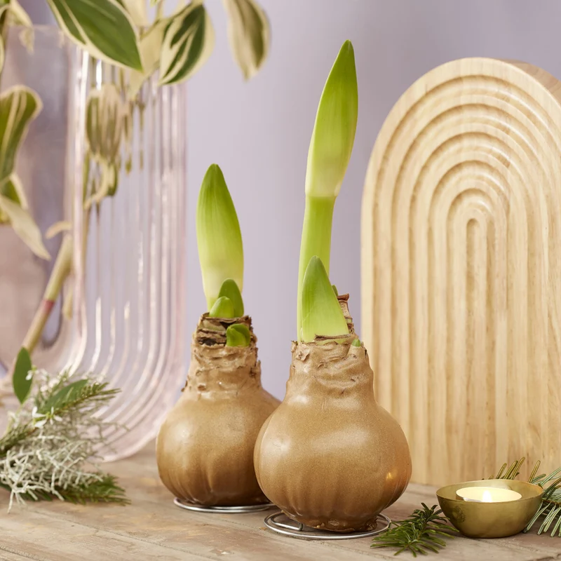 Wachs Amaryllis Gloss Gold