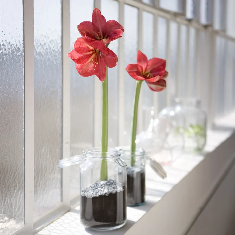 Wachs Amaryllis Gloss Gold