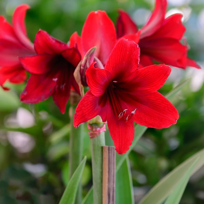Wachs Amaryllis Gloss Gold