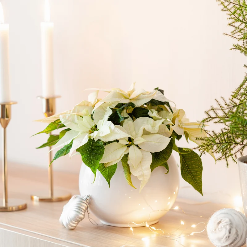 Weiße Poinsettia