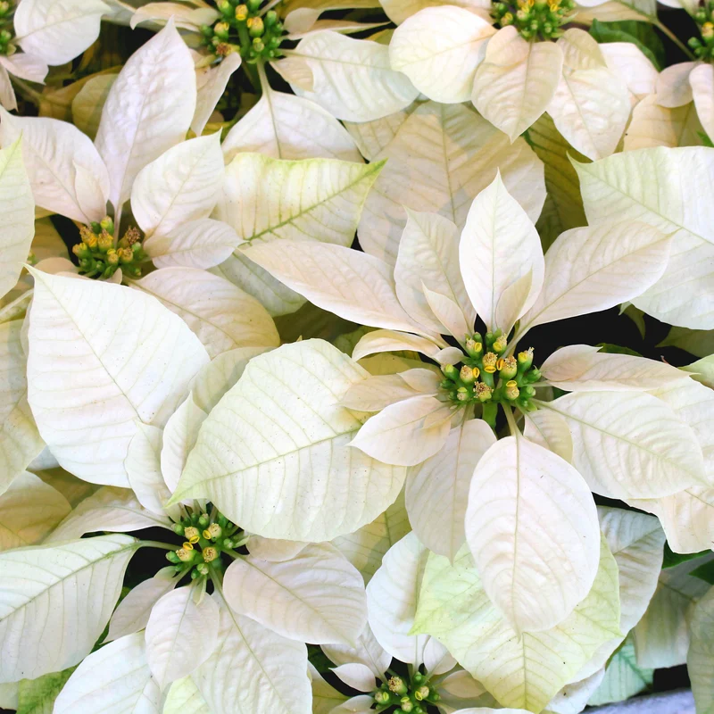 Weiße Poinsettia