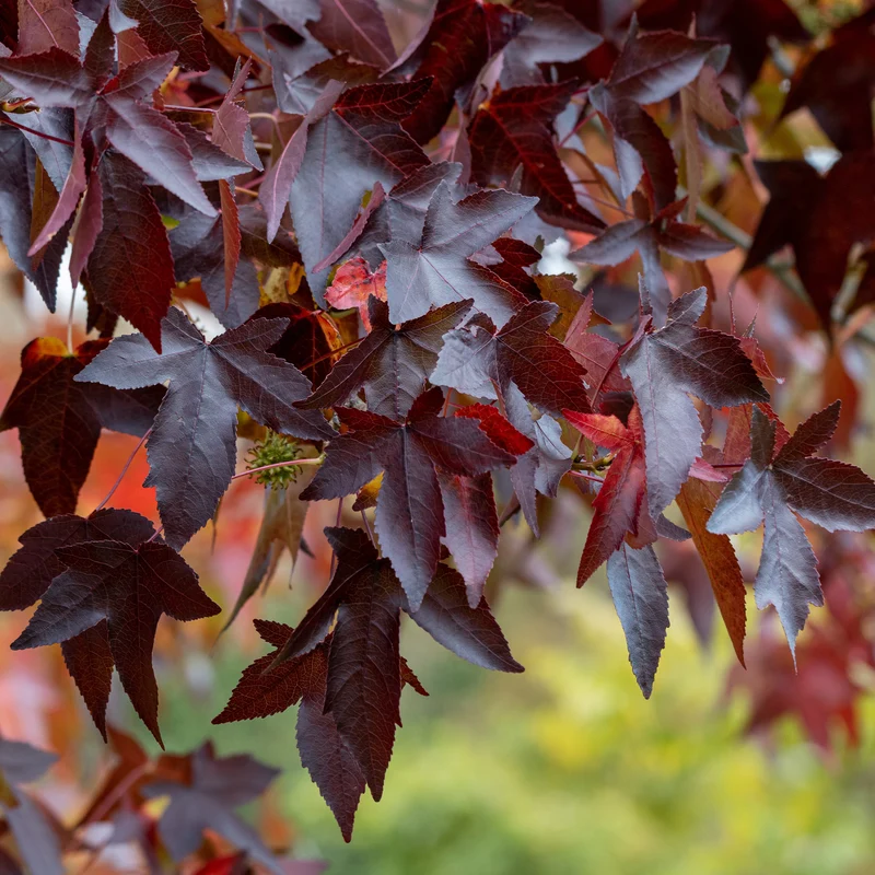 Amberbaum 'Worplesdon'