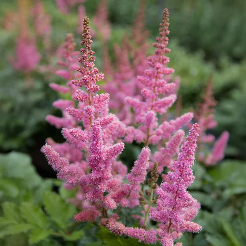 Prachtspiere ‘Little Vision in Pink’®
