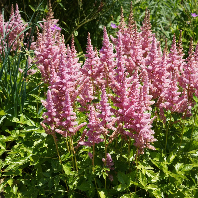 Prachtspiere ‘Little Vision in Pink’®