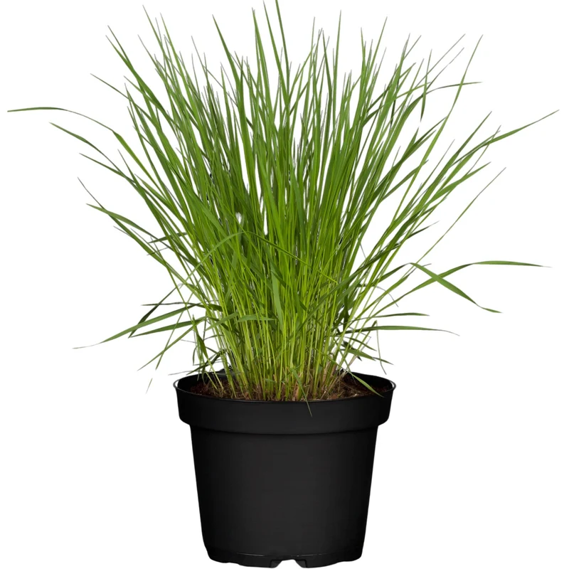 Kleines Pfeifengras 'Heidebraut'