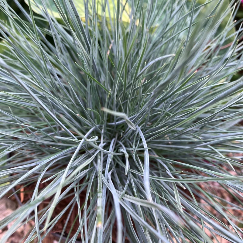 Blauschwingel 'Cool as Ice'