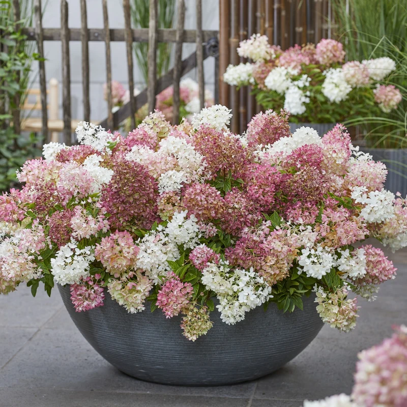 Rispenhortensie 'Groundbreaker®' Blush™