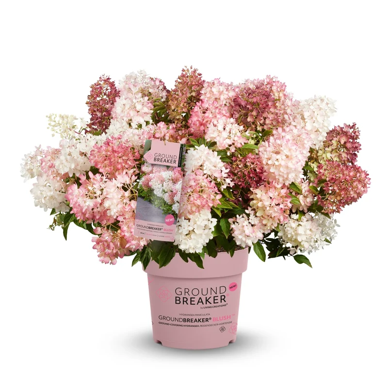Rispenhortensie 'Groundbreaker®' Blush™