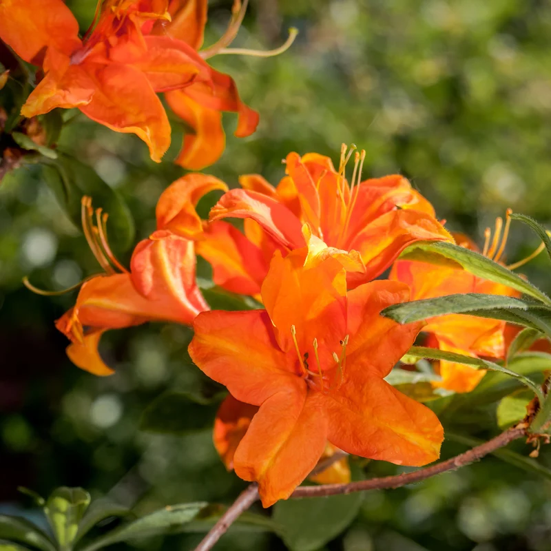Sommergrüne Azalee 'Glowing Embers'