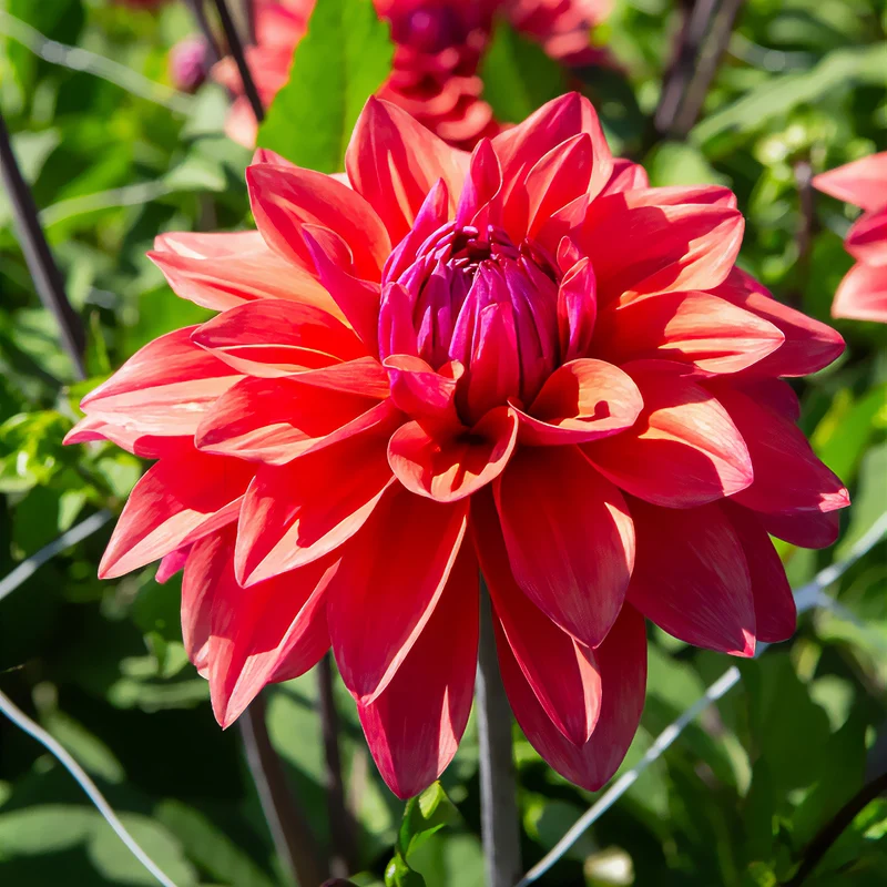 Dekorative Dahlien 'American Dawn'(x3)