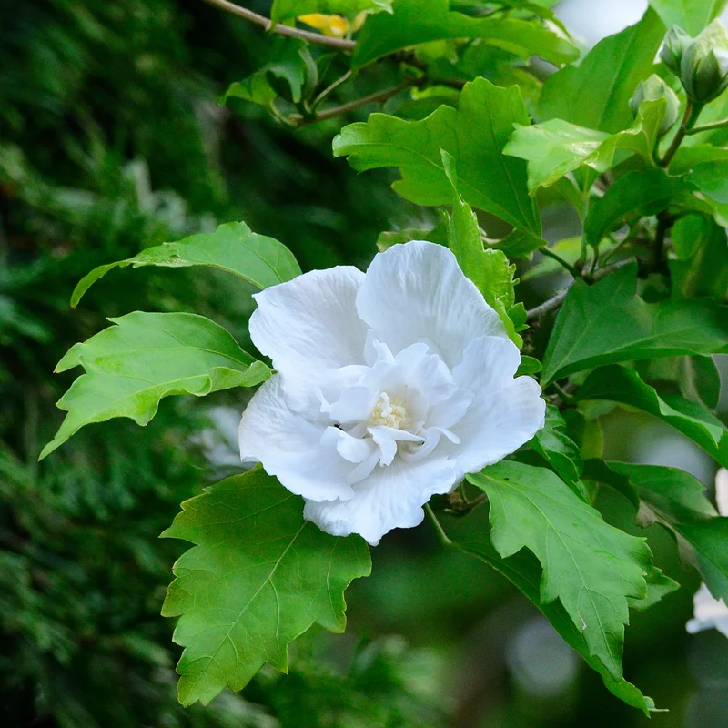 Hibiskus Flower Tower White®