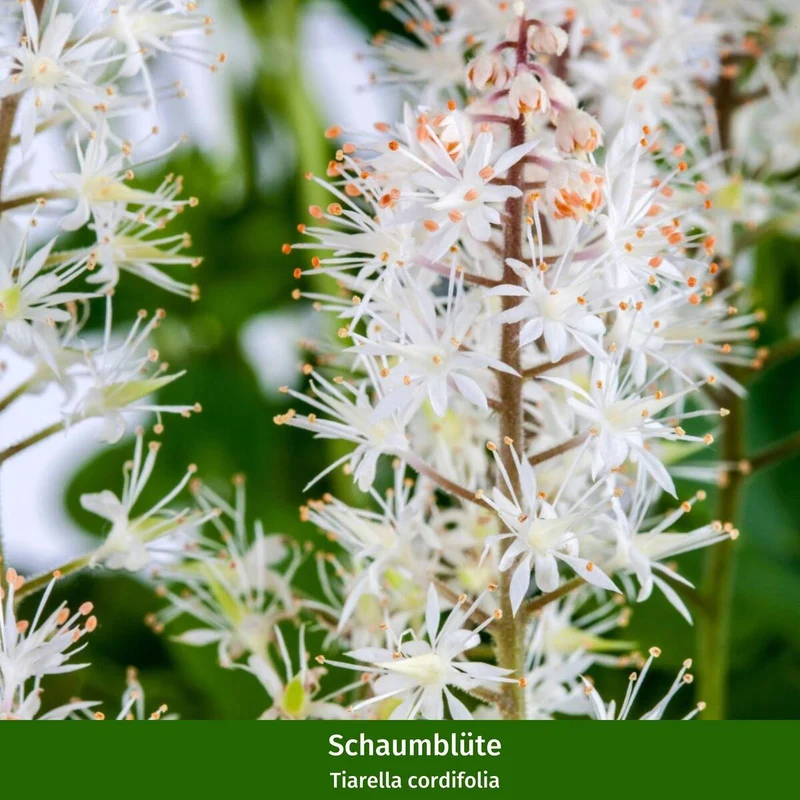 Balkonblumen "Vielfältige Frühblüher"