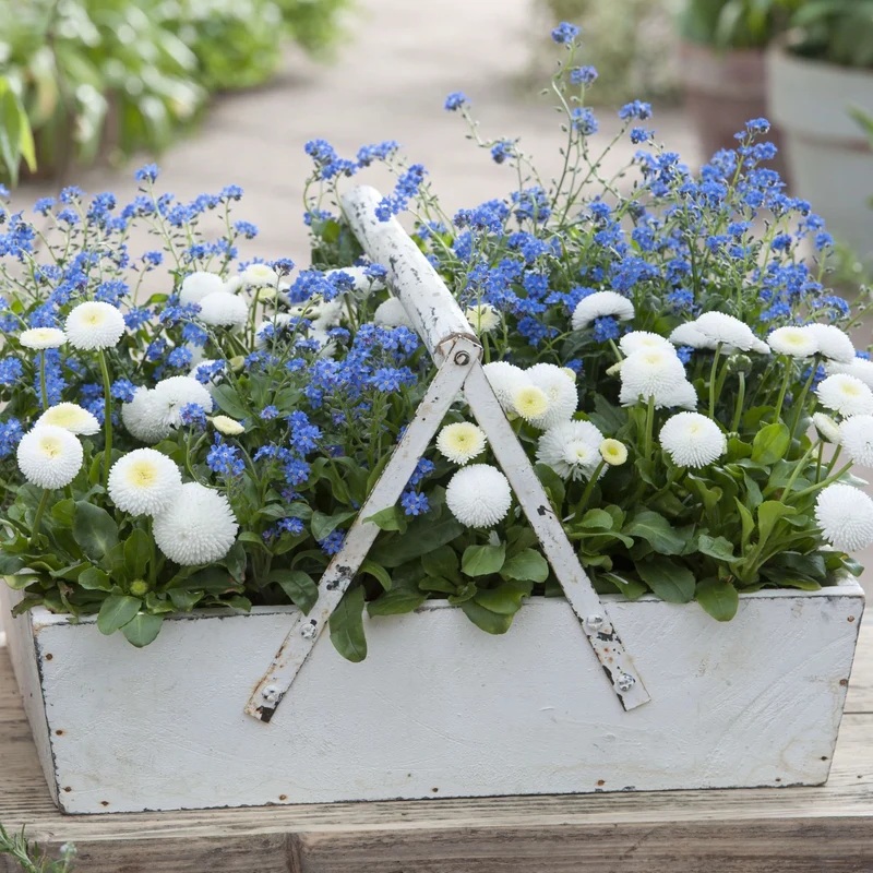 Balkonblumen "Frühlingstraum in Blau & Weiß"