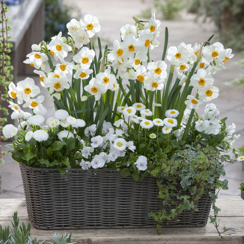 Balkonblumen "Frühlingsfrische Blütenpracht in Weiß"