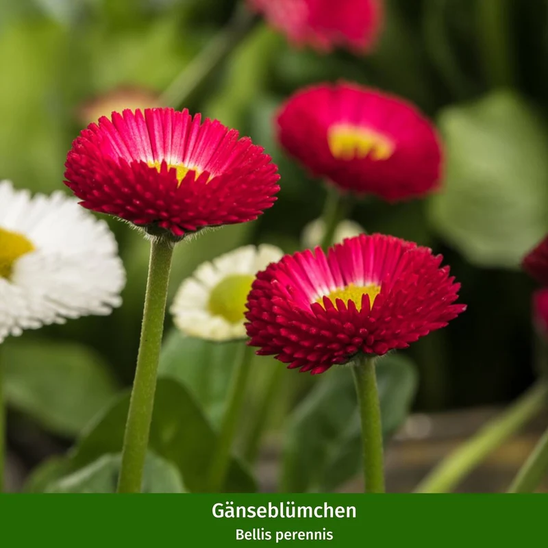 Balkonblumen "Pflegeleichte Farbenpracht"
