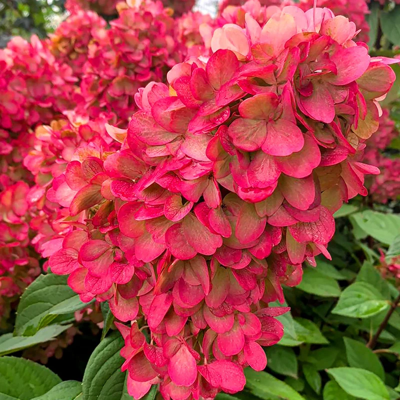 Rispenhortensie 'Bloody Marie®'